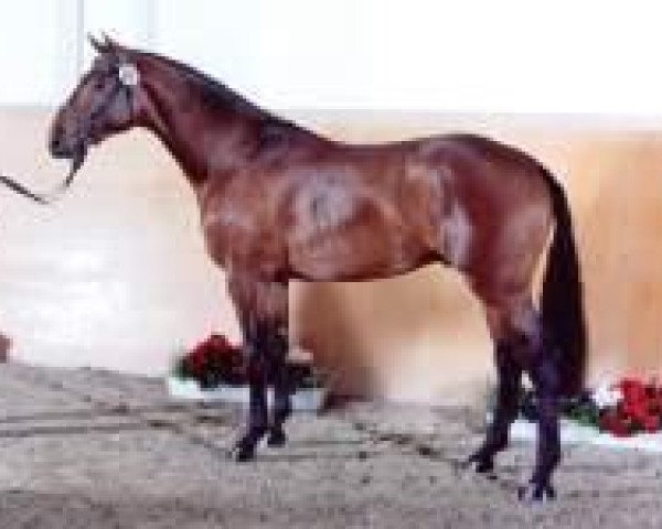 stallion Quasto 144 FIN (Holsteiner, 2004, from Quidam's Rubin)