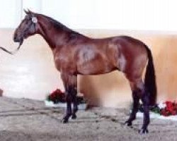 stallion Quasto 144 FIN (Holsteiner, 2004, from Quidam's Rubin)