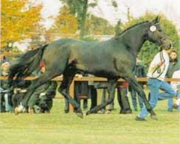 horse Santini (Hanoverian, 1992, from Sandro)