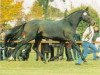 stallion Santini (Hanoverian, 1992, from Sandro)