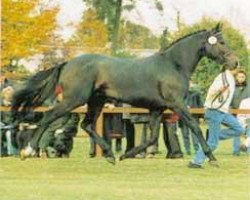 stallion Santini (Hanoverian, 1992, from Sandro)