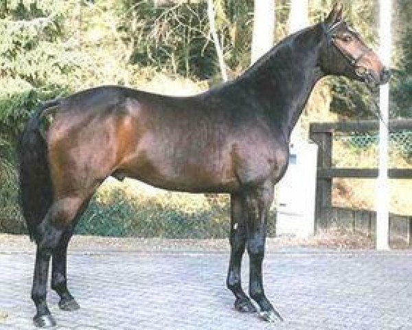 stallion Leardo (Westphalian, 1998, from Lanciano)