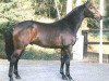 stallion Leardo (Westphalian, 1998, from Lanciano)