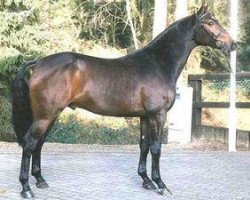 stallion Leardo (Westphalian, 1998, from Lanciano)