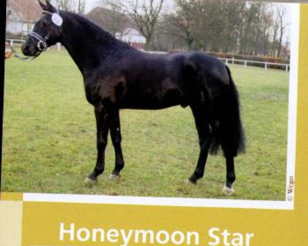 stallion Honeymoon Star (German Riding Pony, 1994, from Henry)