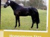 stallion Honeymoon Star (German Riding Pony, 1994, from Henry)