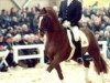 stallion Weltregent H (Hanoverian, 1995, from Weltmeyer)