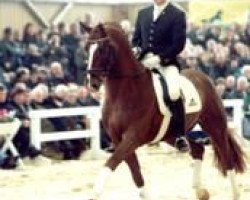 stallion Weltregent H (Hanoverian, 1995, from Weltmeyer)