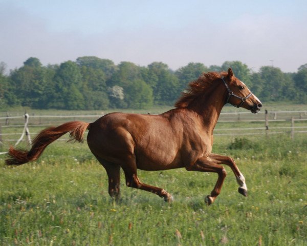 horse Surprise (Trakehner, 2011, from Abdullah)