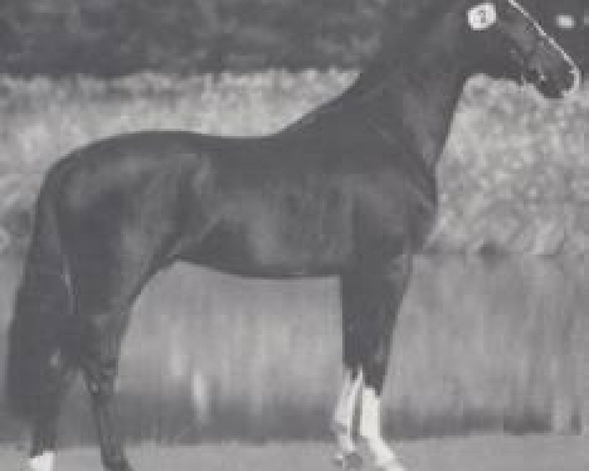 stallion Argent (Holsteiner, 1990, from Alcatraz)