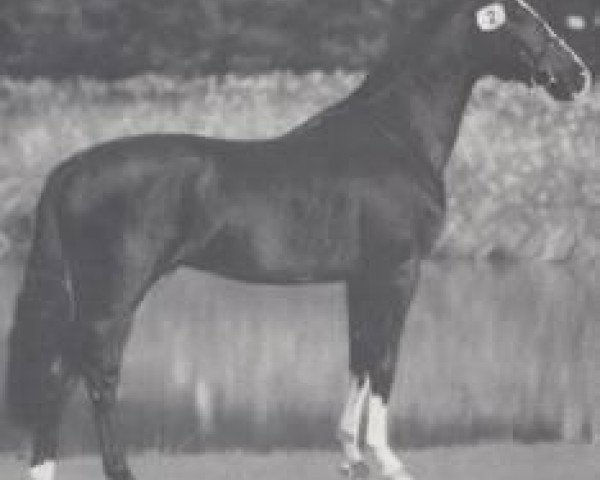Pferd Argent (Holsteiner, 1990, von Alcatraz)