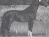 stallion Argent (Holsteiner, 1990, from Alcatraz)