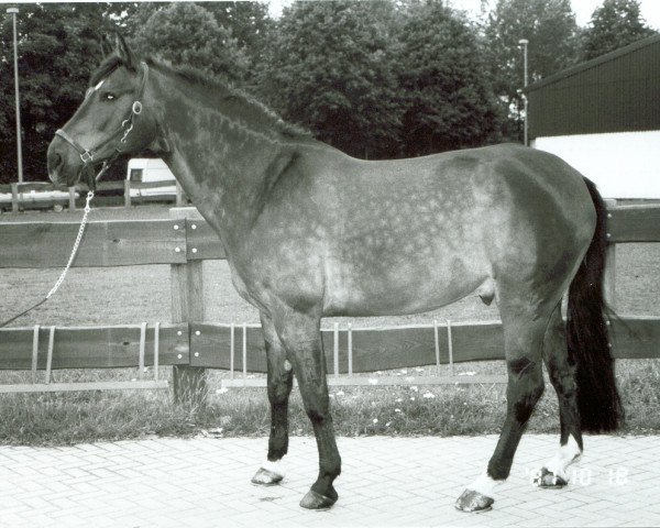horse Flashdance 23 (Westphalian,  , from Francisco I)