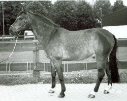 Pferd Flashdance 23 (Westfale,  , von Francisco I)