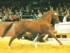 stallion Walldorf I (Hanoverian, 1979, from Watzmann)