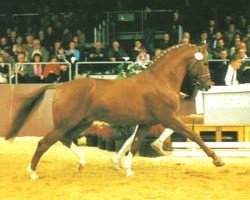 stallion Walldorf I (Hanoverian, 1979, from Watzmann)