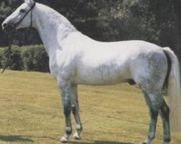 horse Picasso (Hanoverian, 1979, from Pokal)