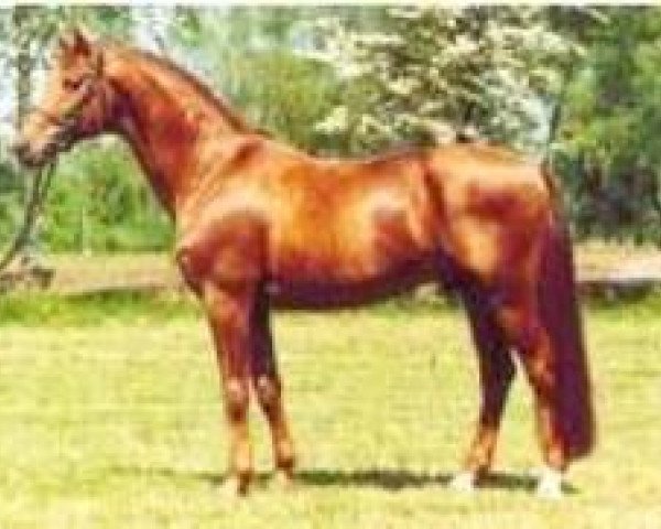 stallion Rimini (Westphalian, 1987, from Rheingold)