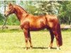 stallion Rimini (Westphalian, 1987, from Rheingold)