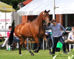 broodmare Quel Bonheur (Westphalian, 2009, from Quintender 2)