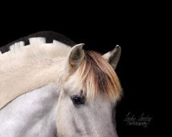 horse Kjell (Fjord Horse, 2016, from Kalusha)