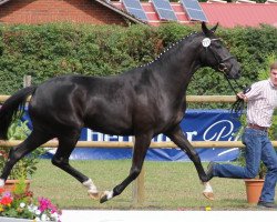 broodmare Phantasia (Westphalian, 2009, from Painted Black)