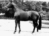 stallion Fittipaldi (Rhinelander, 1981, from Foxtrott)