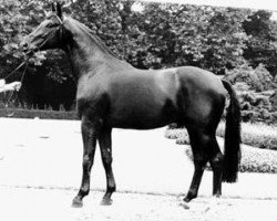 stallion Fittipaldi (Rhinelander, 1981, from Foxtrott)