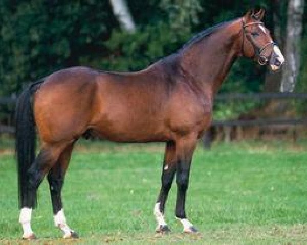 stallion Laurentio (Hanoverian, 1999, from Lauries Crusador xx)
