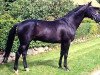 stallion Weltgeist (Hanoverian, 1991, from Weltmeyer)