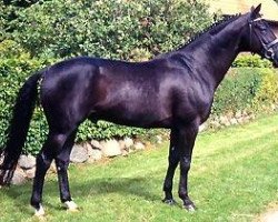 stallion Weltgeist (Hanoverian, 1991, from Weltmeyer)