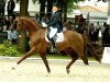 stallion Feinsinn (Rhinelander, 1996, from Fidermark)