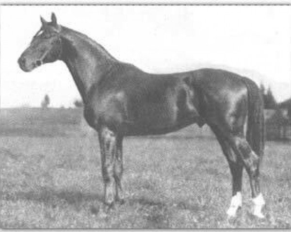 stallion Poseidon (Trakehner, 1925, from Pirat)