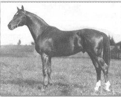 Deckhengst Poseidon (Trakehner, 1925, von Pirat)