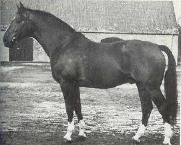 stallion Eindruck II 3914 (Hanoverian, 1952, from Astflug 3564)