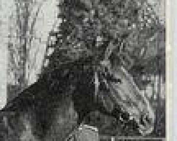 horse Ehrenschild (Hanoverian, 1956, from Eindruck II 3914)