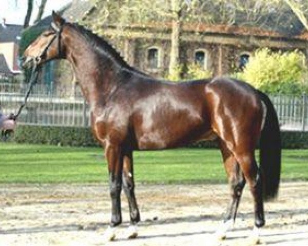 stallion Flamur (Rhinelander, 2003, from Fürst Heinrich)