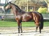 stallion Flamur (Rhinelander, 2003, from Fürst Heinrich)