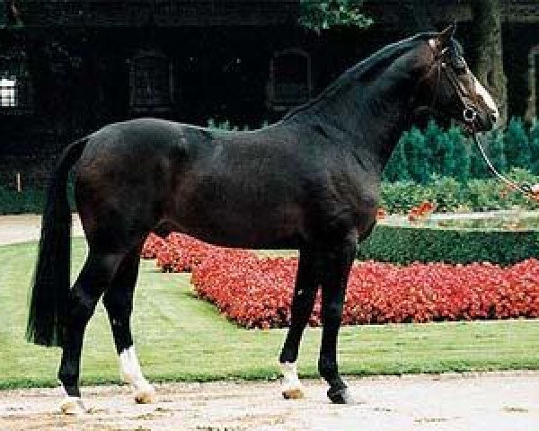 dressage horse Pessoa (Westphalian, 1990, from Pilot)