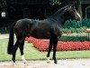 stallion Pessoa (Westphalian, 1990, from Pilot)