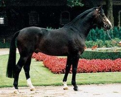 stallion Pessoa (Westphalian, 1990, from Pilot)