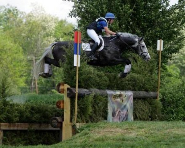 horse Ringwood Magister (Irish Sport Horse, 2001, from Master Imp xx)