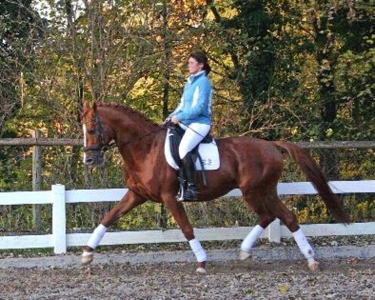 Deckhengst Donauwalzer (Trakehner, 1995, von Sixtus)