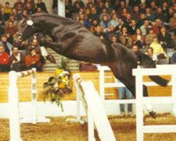 stallion Countdown (Hanoverian, 1988, from Cor de la Bryère)