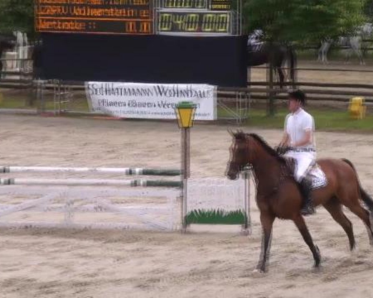 Springpferd Caleta Olivia (Westfale, 2006, von Contendro I)