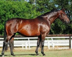 broodmare Belrose (Oldenburg, 1999, from Rubinstein I)