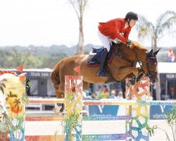 Springpferd Salto des Nauves H D C (Selle Français, 2006, von Dollar de la Pierre)