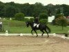 dressage horse Lausanne (Rhinelander, 2007, from Lord Loxley I)