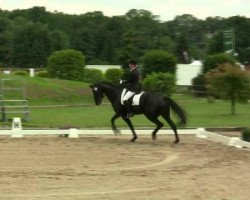 dressage horse Lausanne (Rhinelander, 2007, from Lord Loxley I)