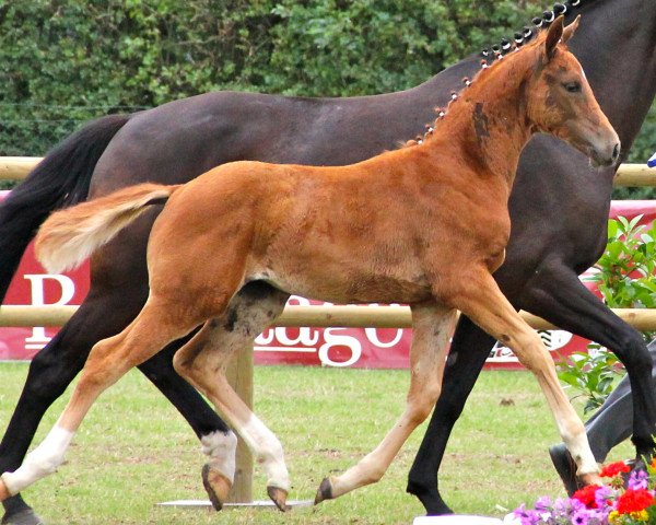 dressage horse Stute von Dankeschön (Westphalian, 2012, from Dankeschön)